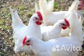 Куры несушки
