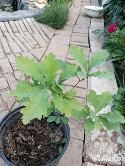 Дуб четырехлетний