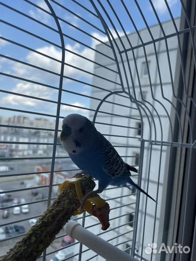 Попугай с клеткой