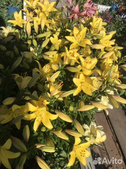 Лилии (луковицы)