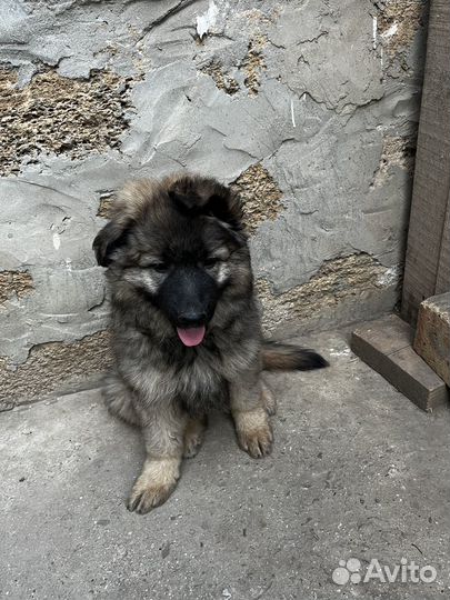 Отдам щенков в добрые руки бесплатно