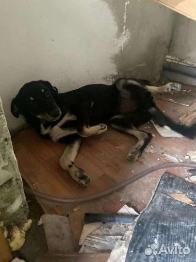 Собака в добрые руки отдам бесплатно