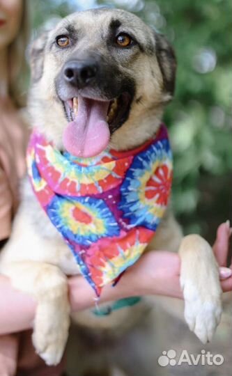 Октавия,скромная ищет дом