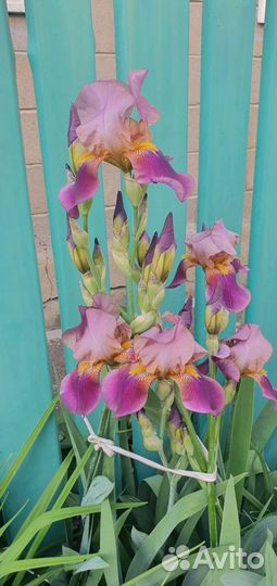 Хоста, ирисы