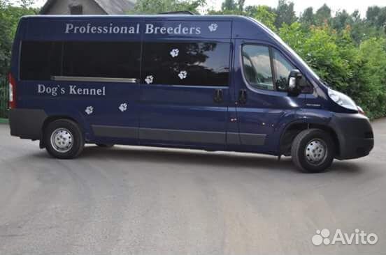 Зоотакси от 500. Доставка по Москве, РФ и миру