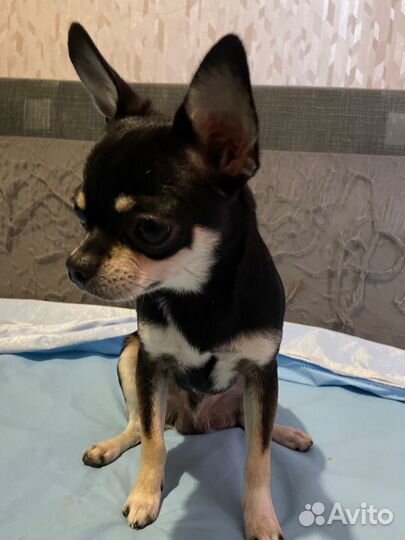 Вязка собак чихуахуа