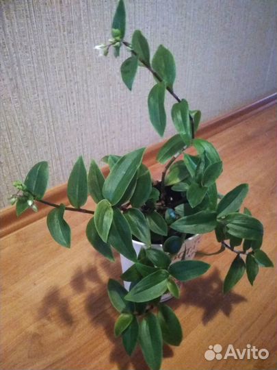 Домашние цветы