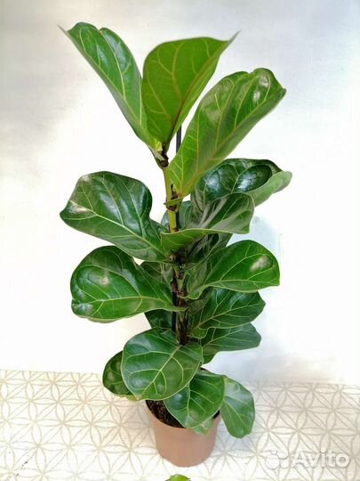 Аглаонема, фикус, Асплениум, Хлорофитум