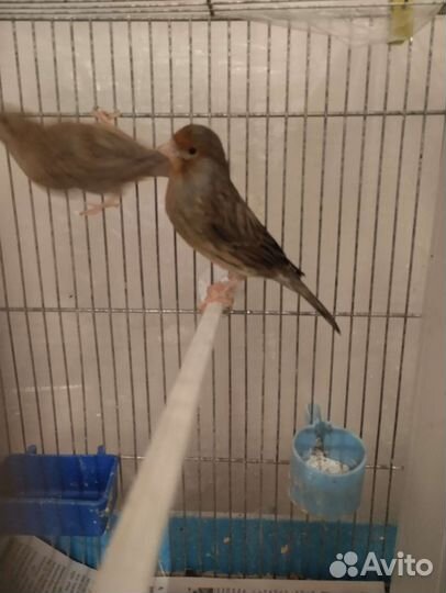 Кенара и канарейки