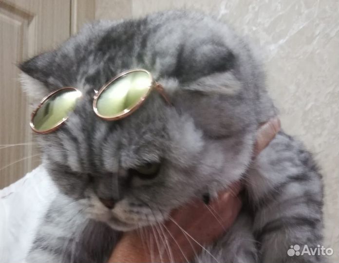 Очки для животных