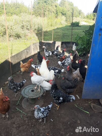 Молодые петухи