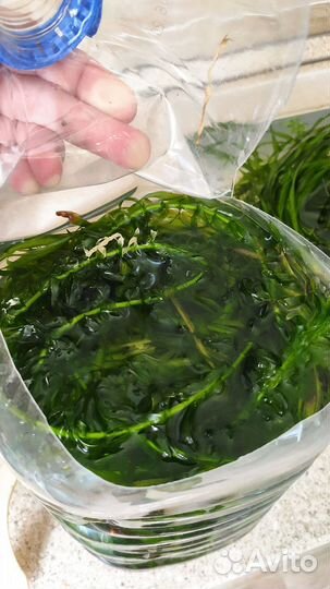 Аквариумное растение