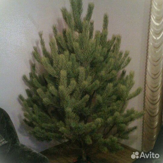 Новогодние хвойные деревья