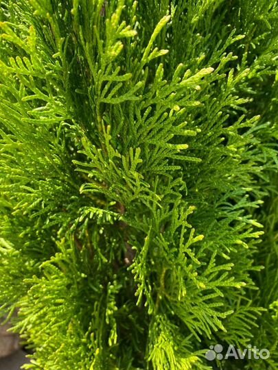 Туя смарагд из питомника