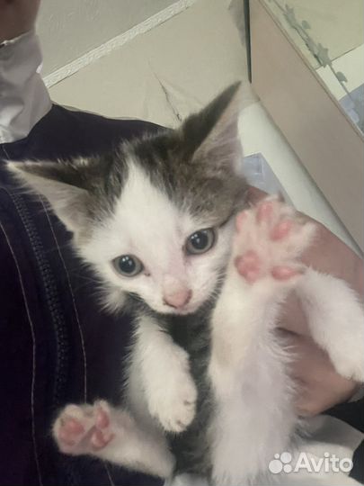 Котята