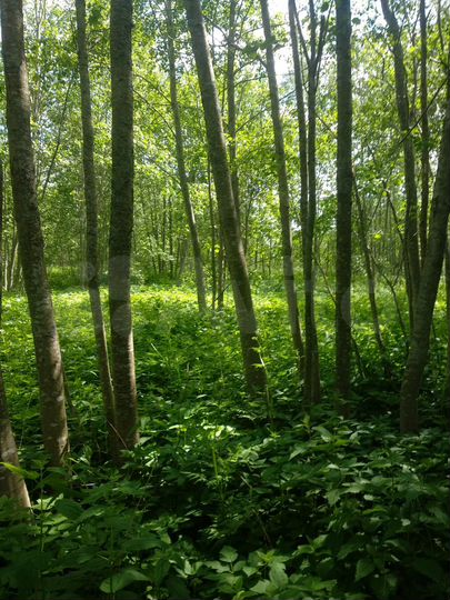 Участок 10 сот. (СНТ, ДНП)