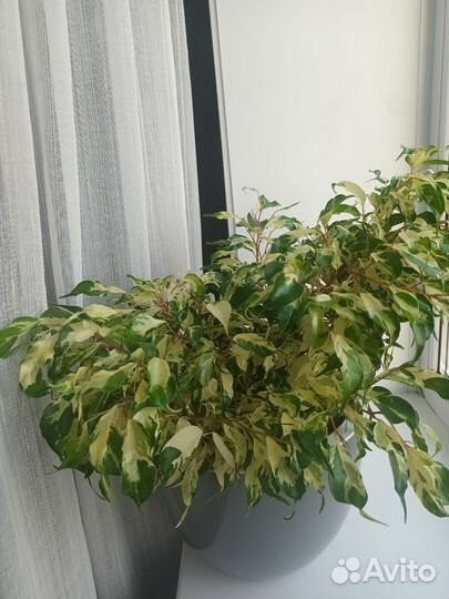 Фикус керли