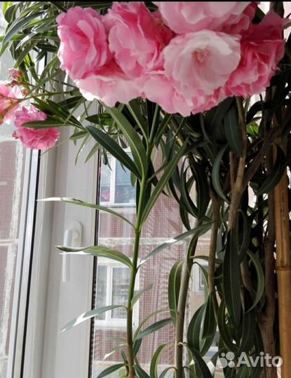 Олеандр, аглаонема