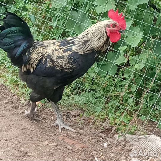 Петух молодой породы Маран золотой -кукушечный