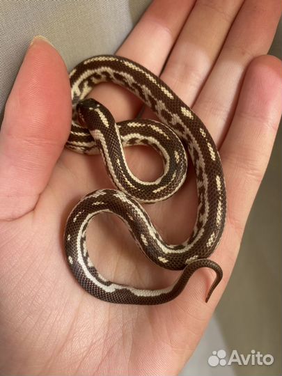 Королевская змея