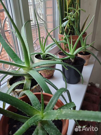 Цветок алоэ вера