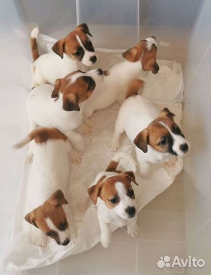 Джек Рассел терьер