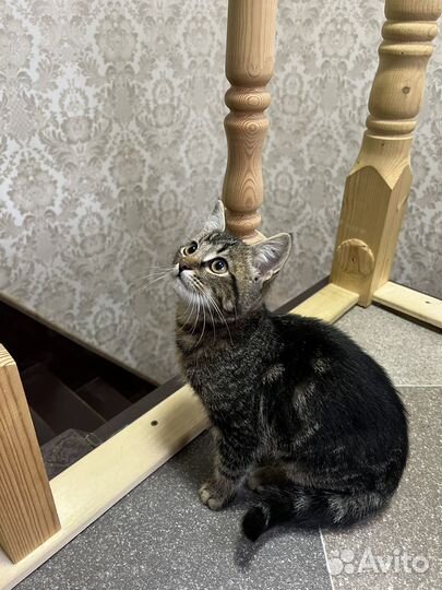 Котенок бесплатно