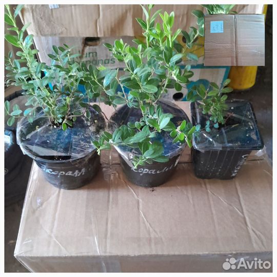 Брусника, Клюква