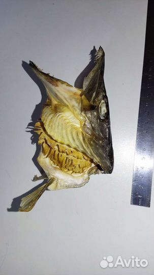 Голова щуки