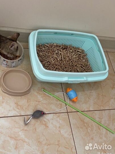 Кошка в дар