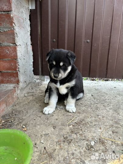 Помесь хаски