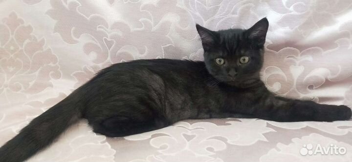 Котята отдам в добрые руки