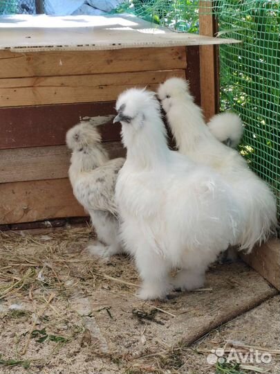 Петух Китайский шелковый