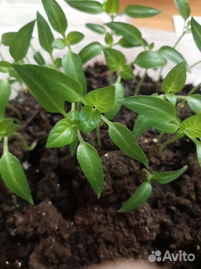 Рассада перца сладкого