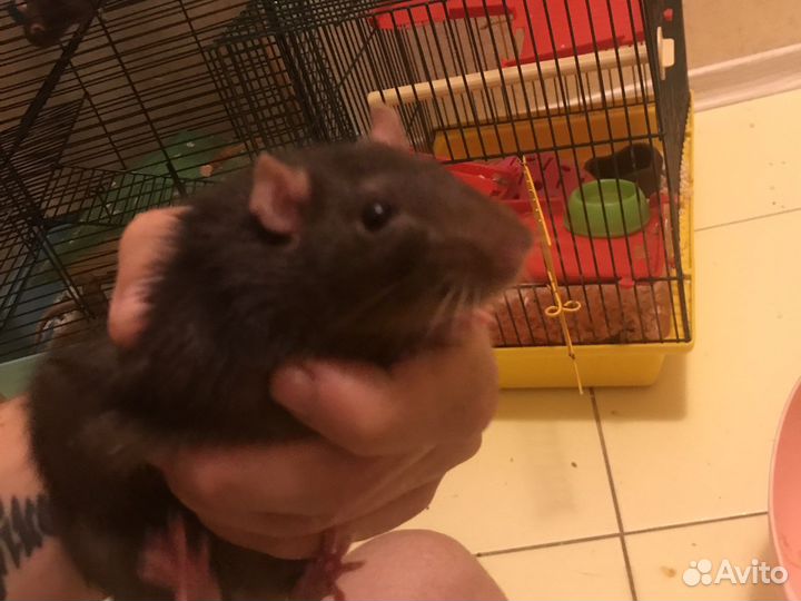 Декоративная крыса