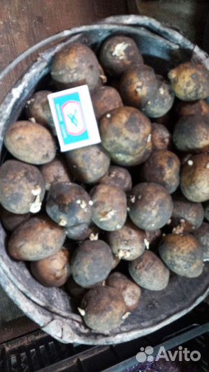 Картофель кормовой