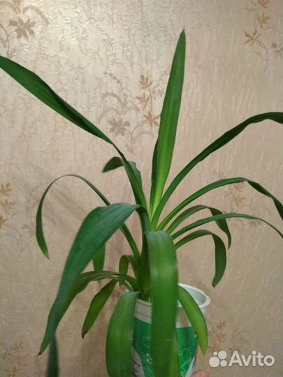 Комнатные растения - Юкка