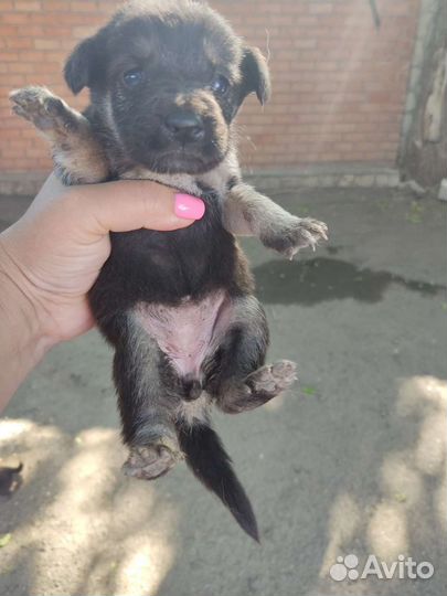 Щенкам нужен дом