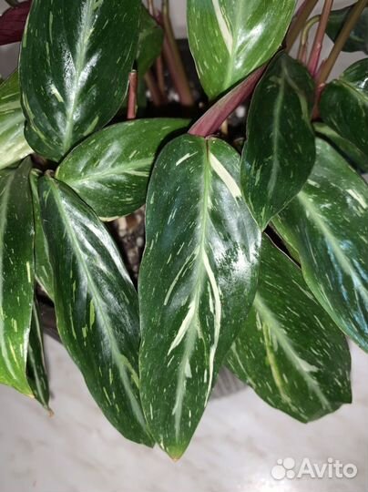 Комнатные растения