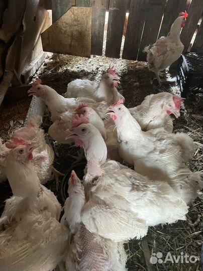 Куры несушки