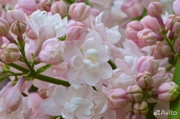 Сирень Красавица Москвы, штамб