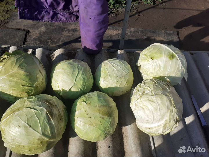 Лук репчатый продажа