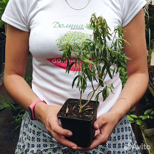 Шуазия Ацтек Перл (1 саженец в горшке 15-20 см)