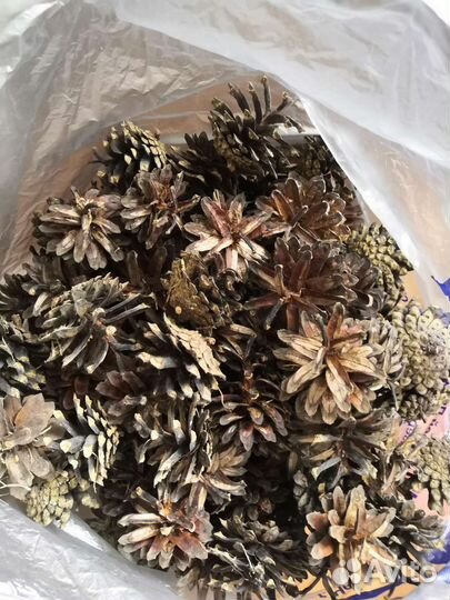 Шишки еловые/шишки сосновые