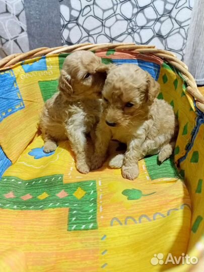 Щенки той пуделя