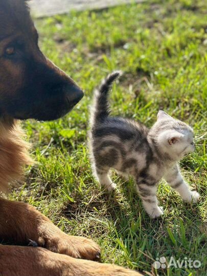 Британские котята