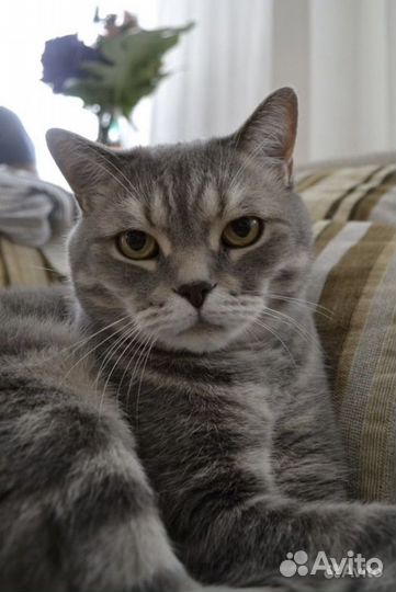 Британская