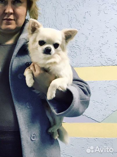 Кобель чихуа для вязки