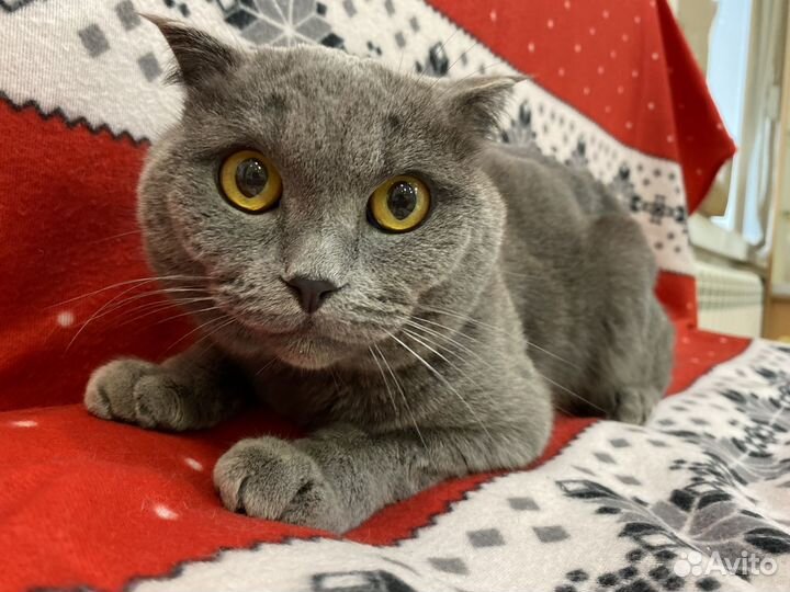Коты в добрые руки