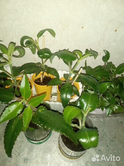 Каланхоэ (доктор) чихалка